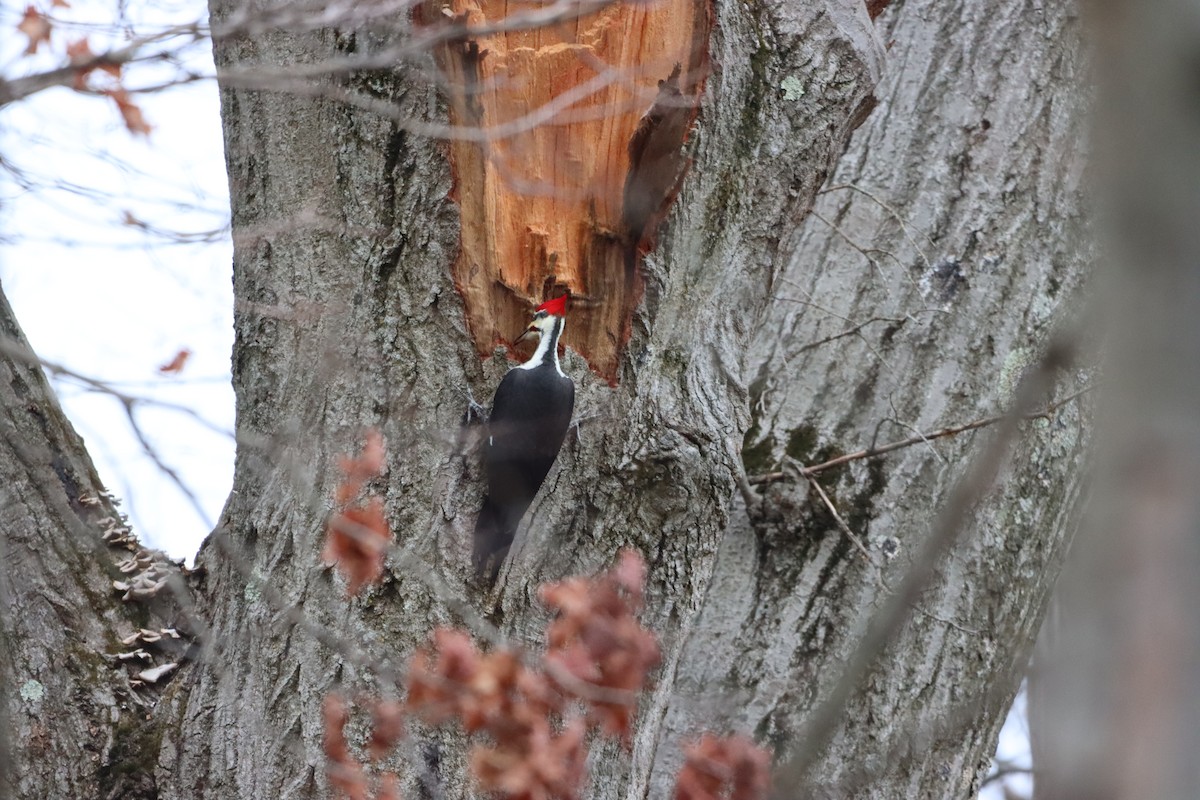 Pileated Woodpecker - Hunter Hammil