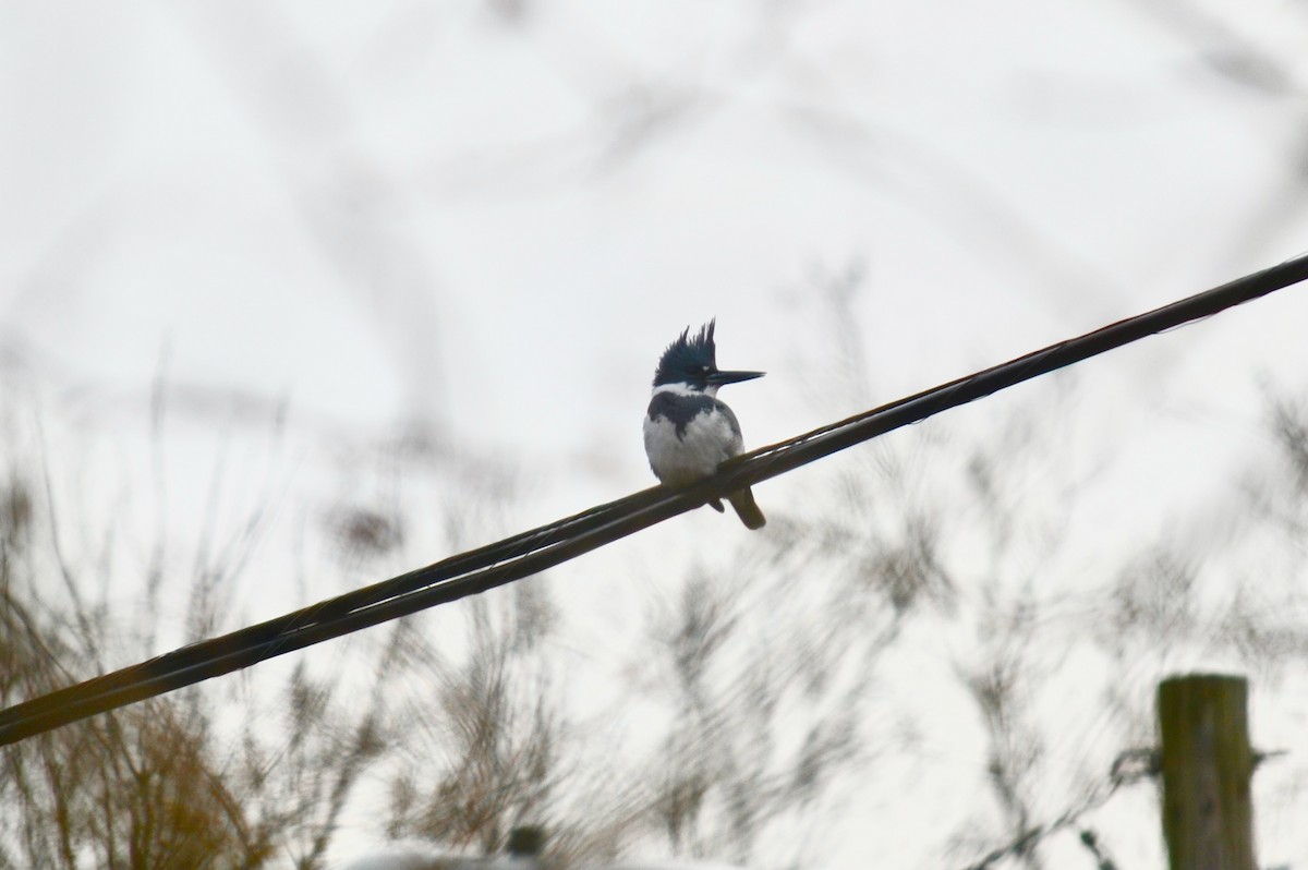 Belted Kingfisher - ML612809255