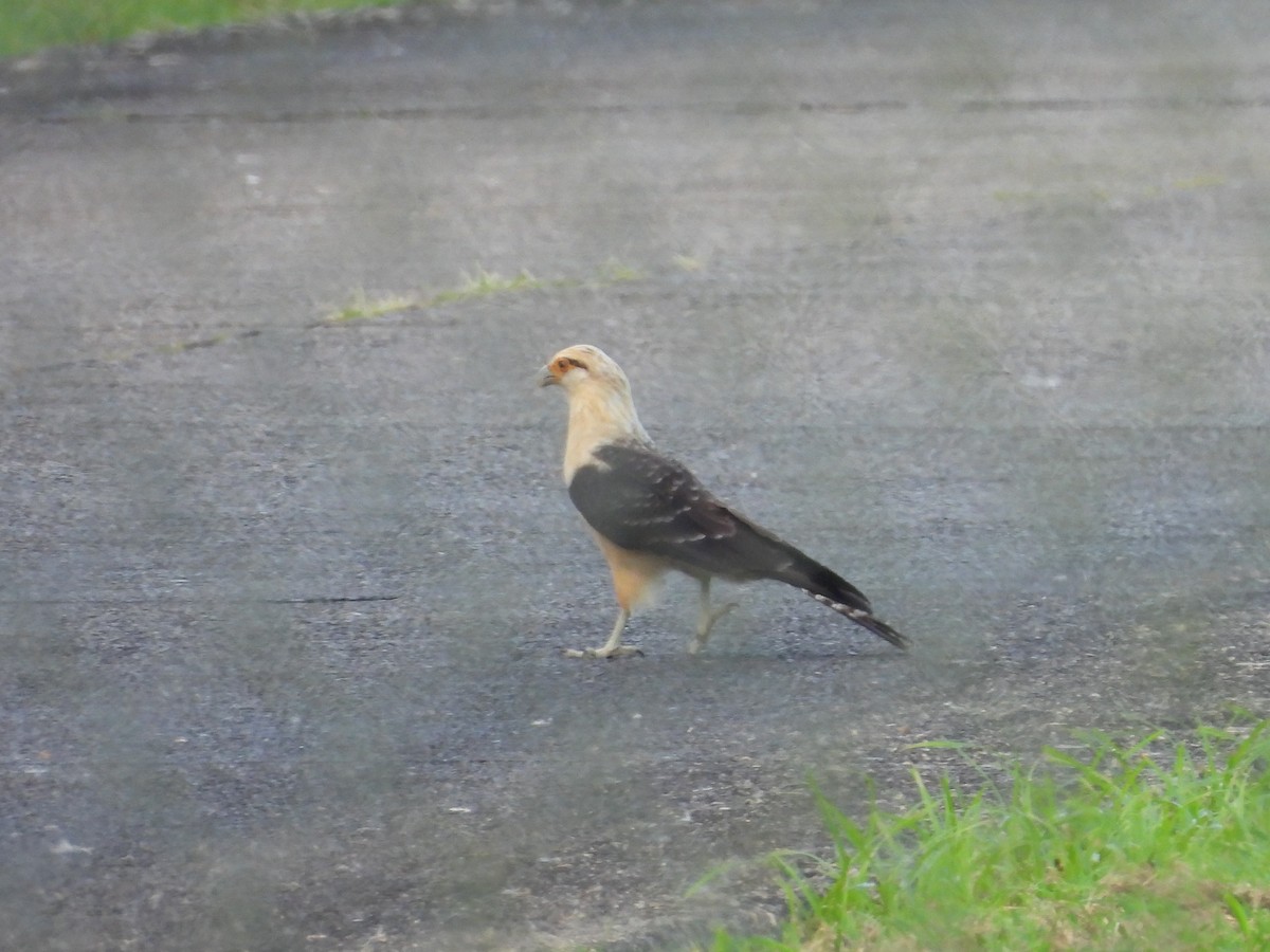 Yellow-headed Caracara - Mark Stevens