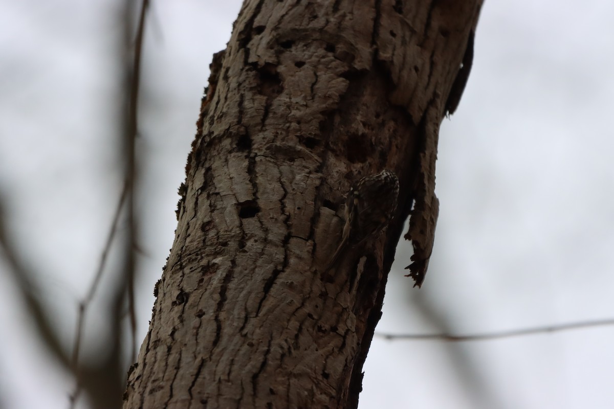 Brown Creeper - ML612809293