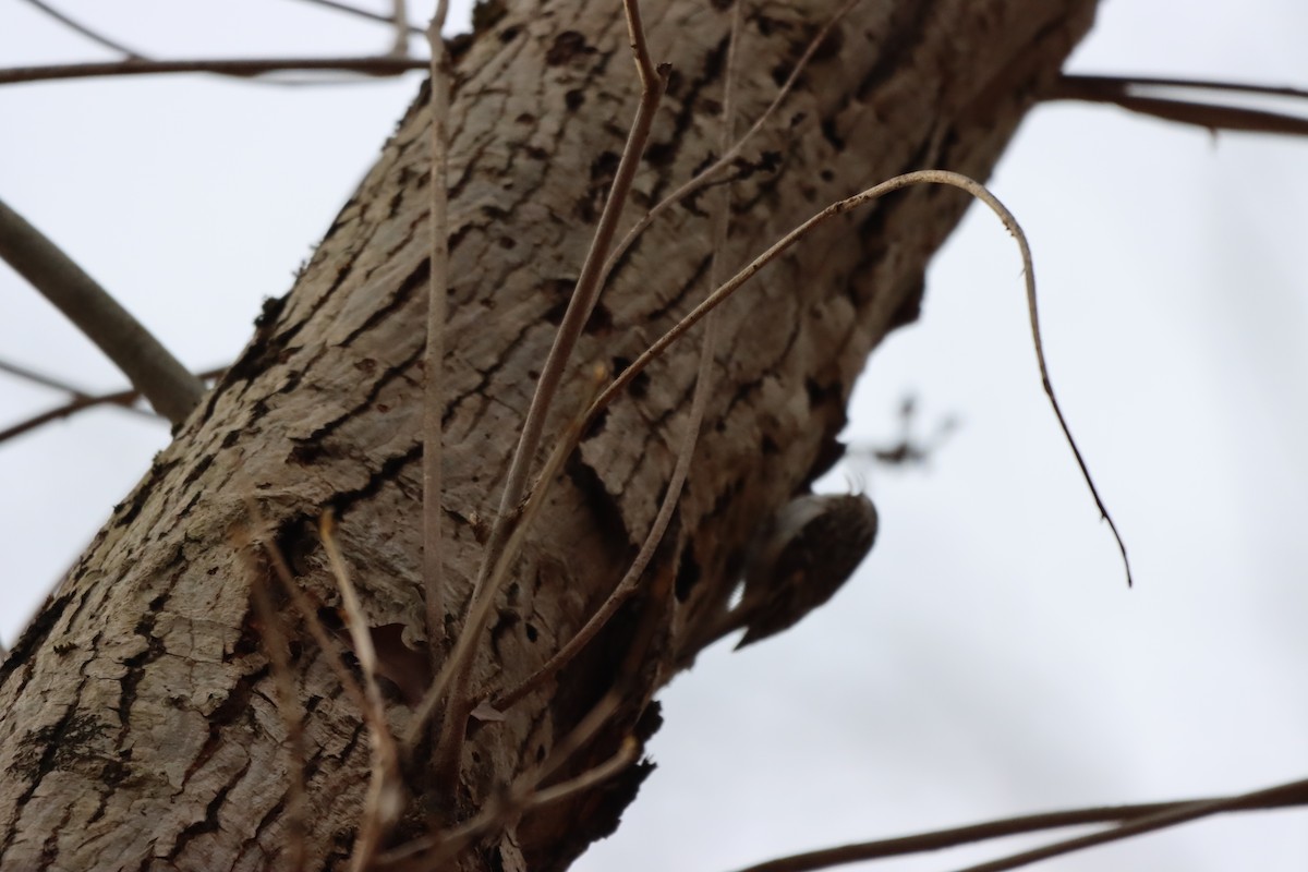 Brown Creeper - ML612809297