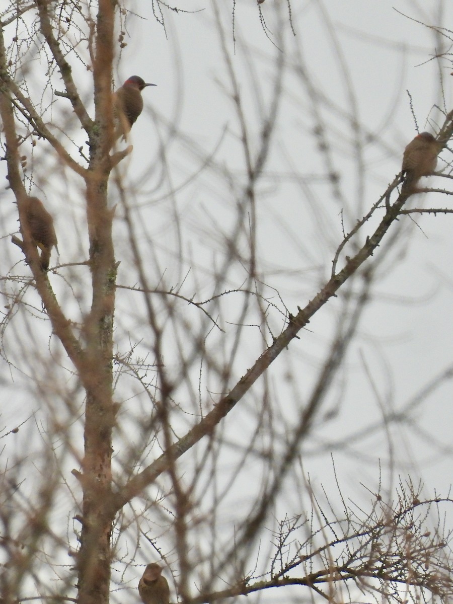 Northern Flicker - ML612809298