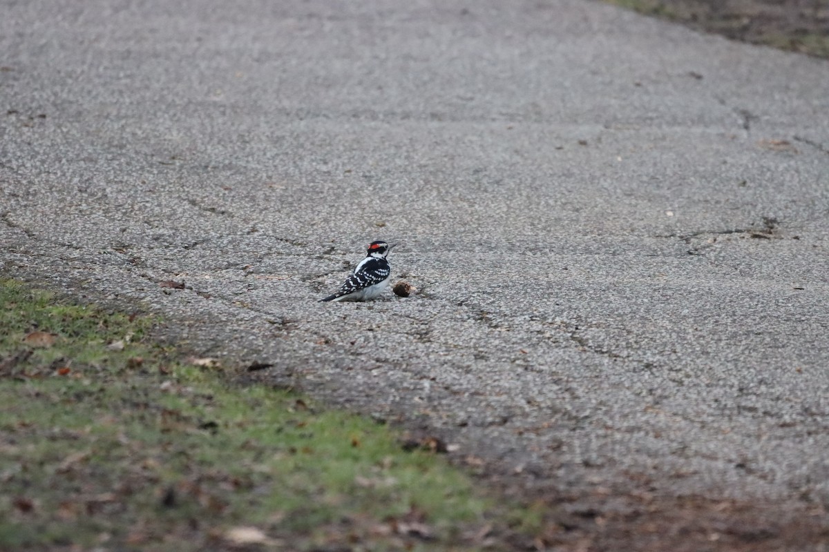 Downy Woodpecker - Hunter Hammil