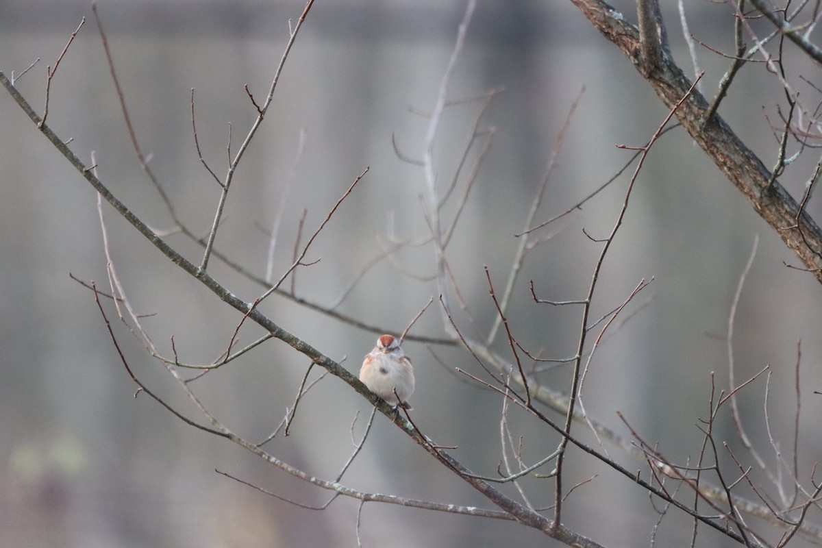 American Tree Sparrow - ML612809349