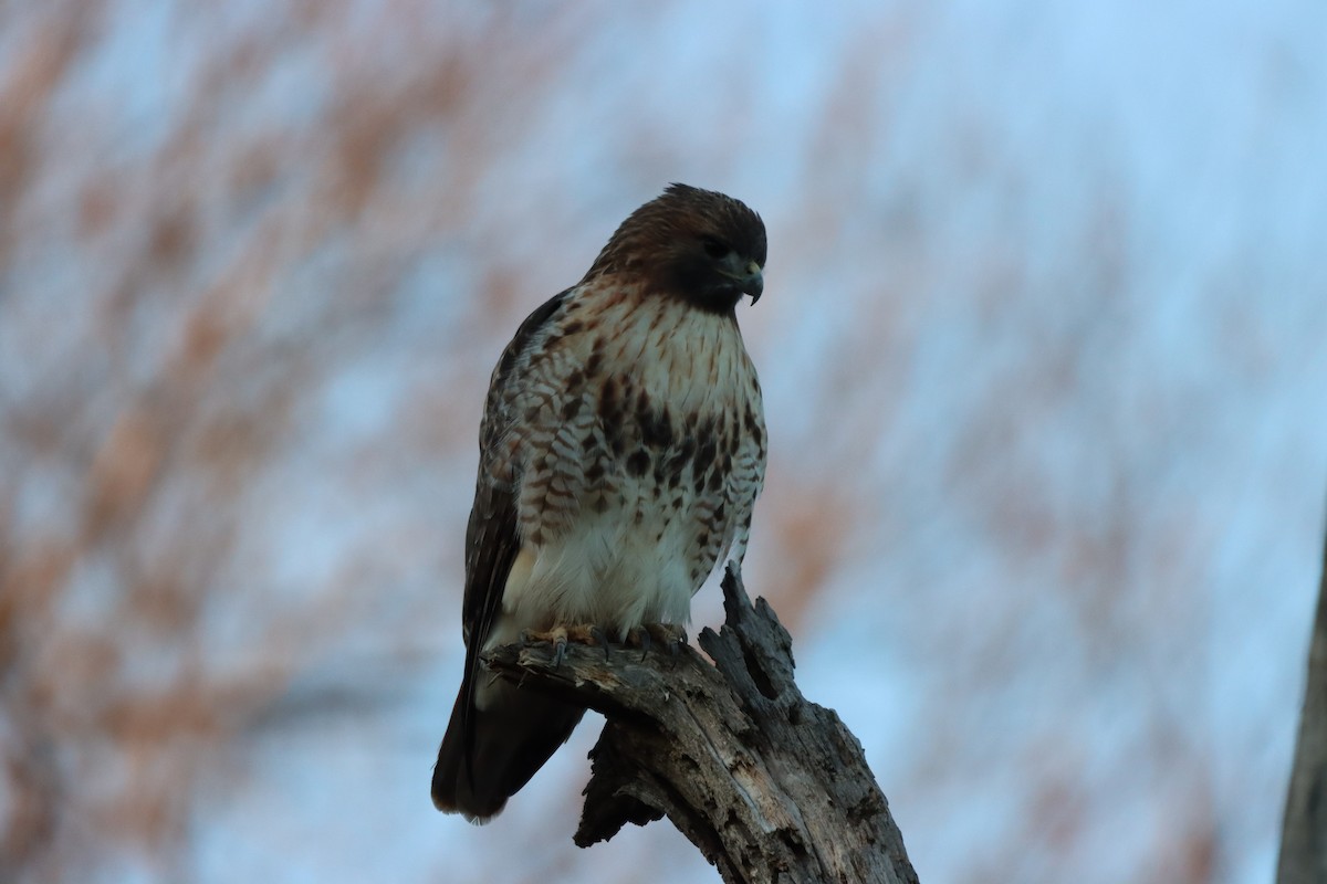 Rotschwanzbussard - ML612809403