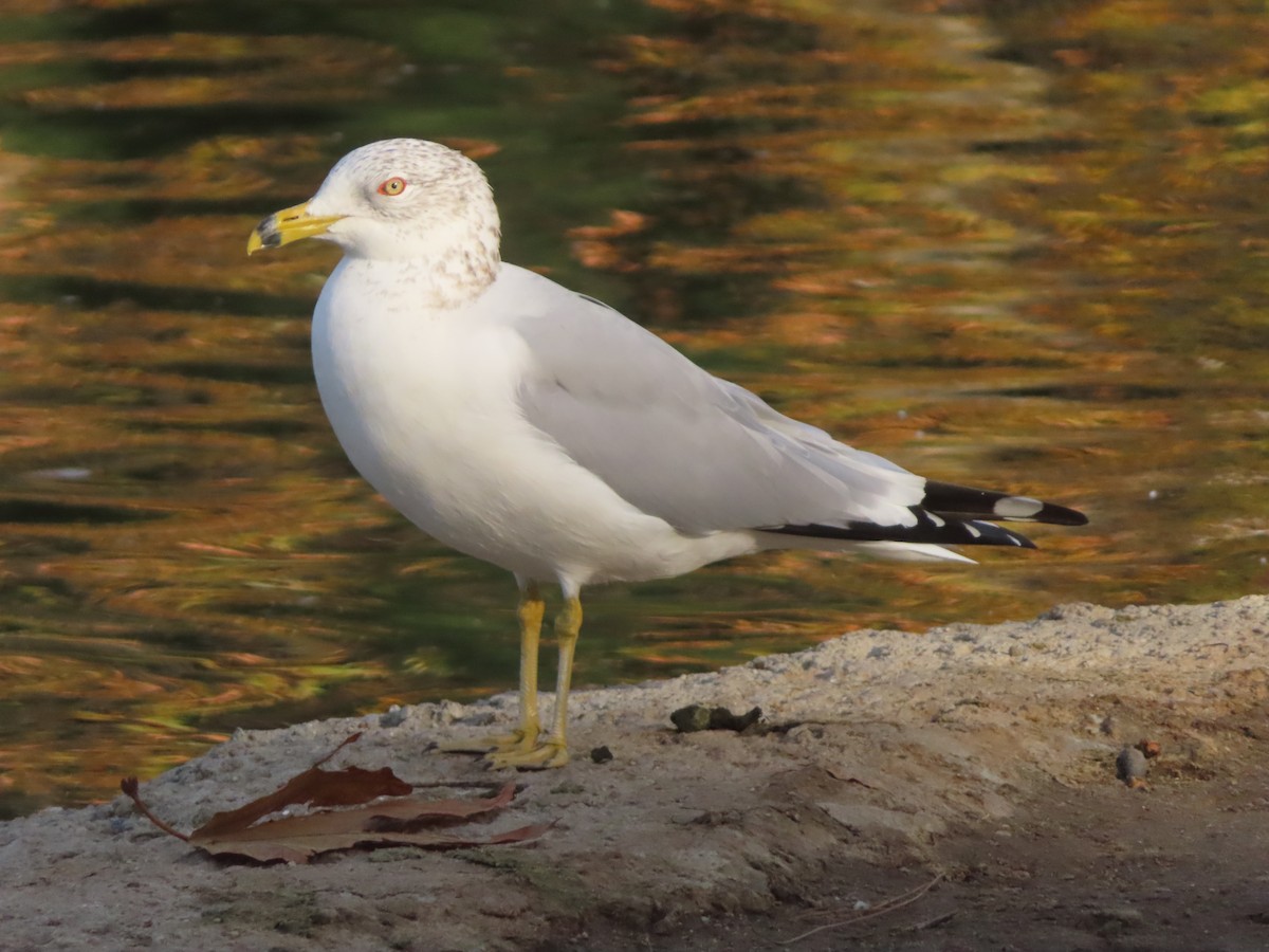 Ring-billed Gull - ML612809567