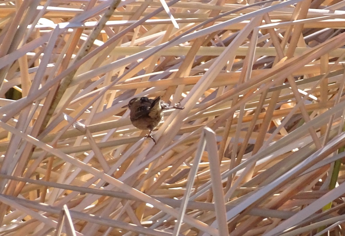 Marsh Wren - ML612809601