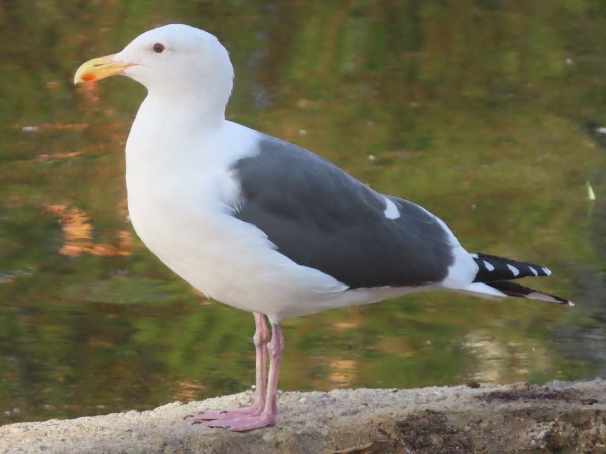 Western Gull - ML612809607