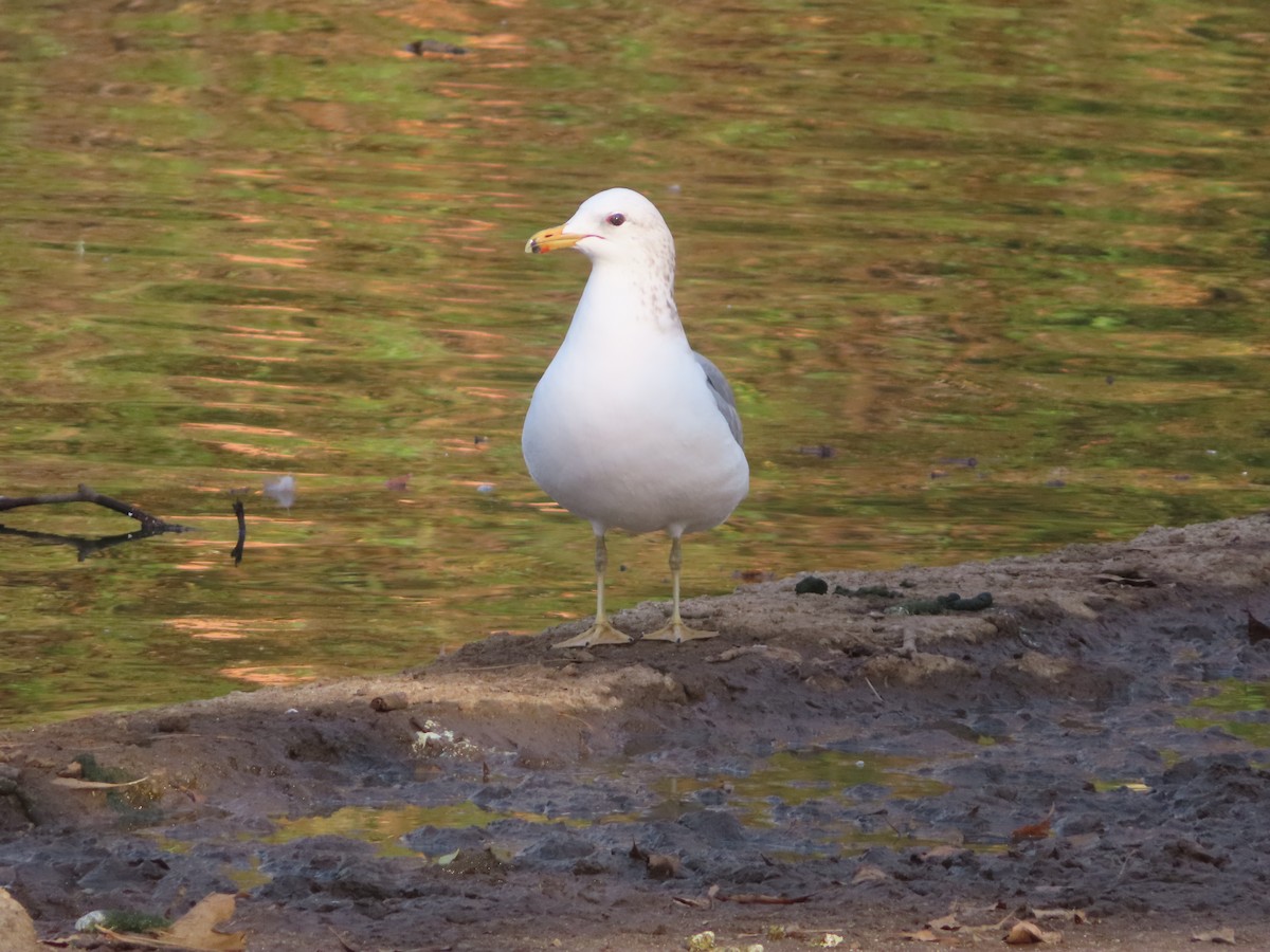 California Gull - ML612809619