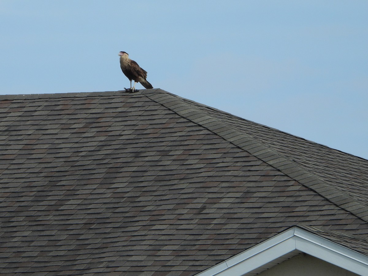 Crested Caracara - Bob Lane