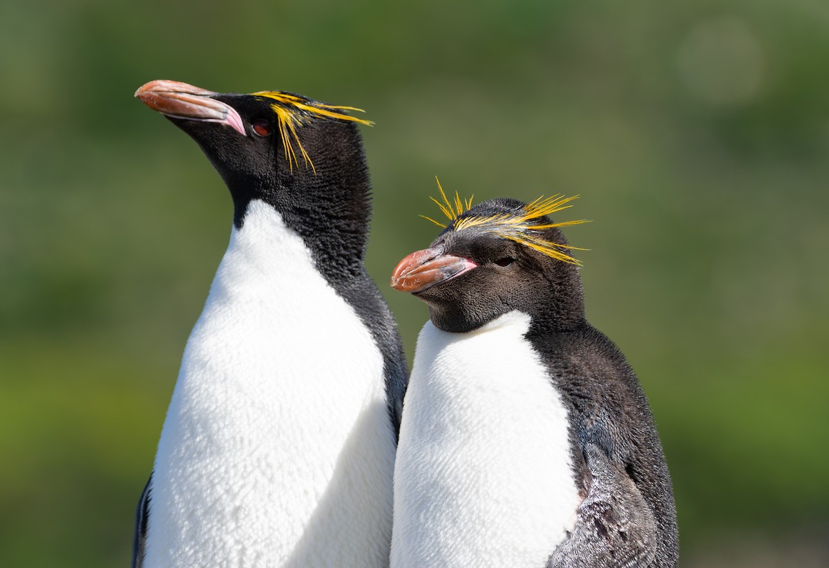 Macaroni Penguin - Pablo Martínez Morales