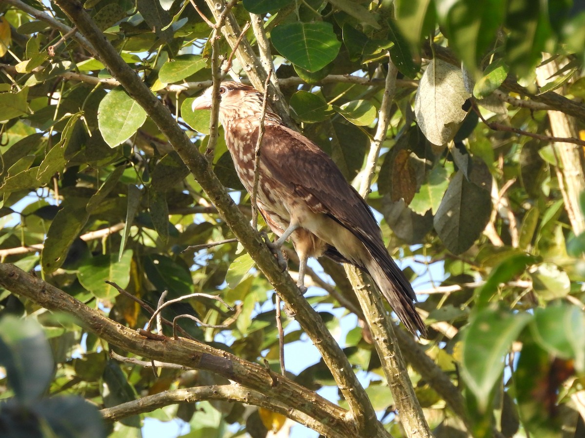 Caracara Chimachima - ML612809909