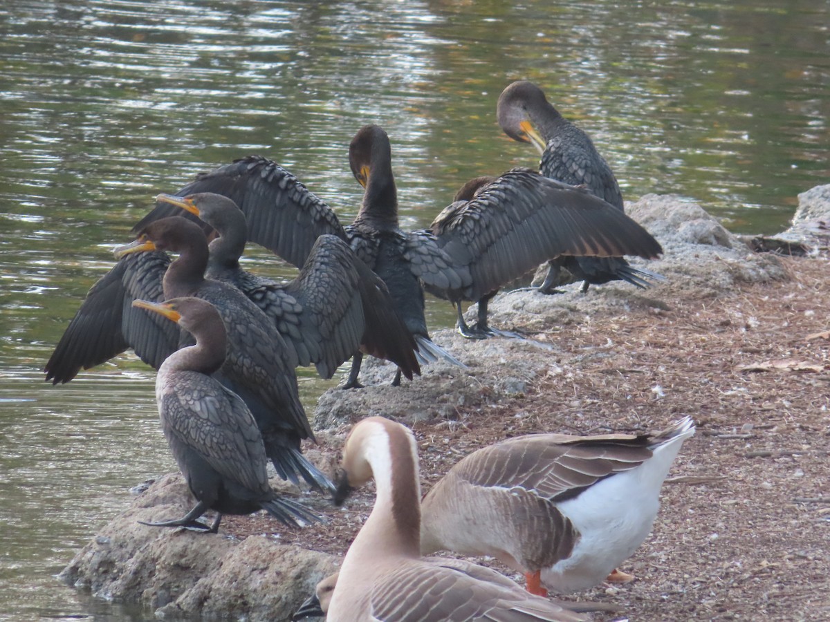 Double-crested Cormorant - ML612809929