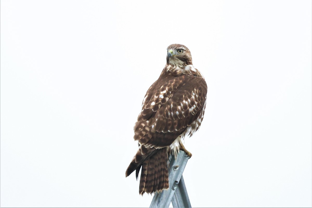 Red-tailed Hawk - Aiden Aron