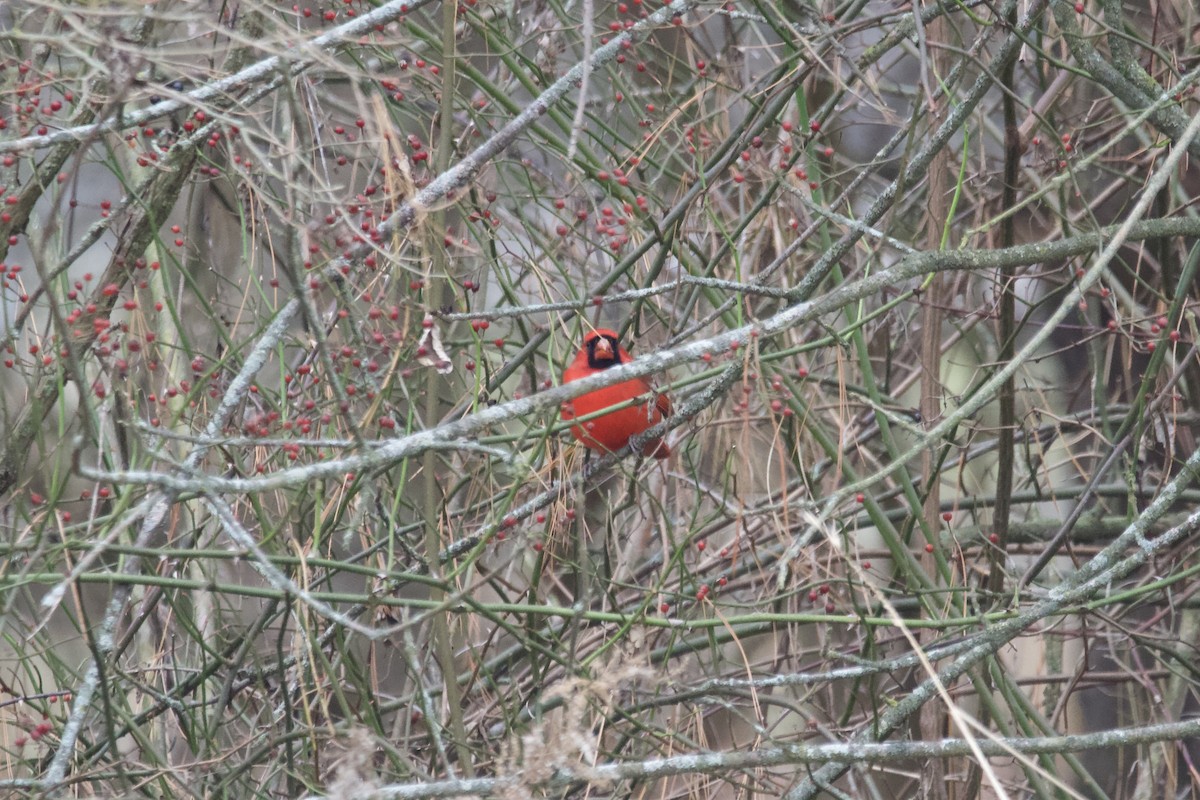 Northern Cardinal - ML612809984