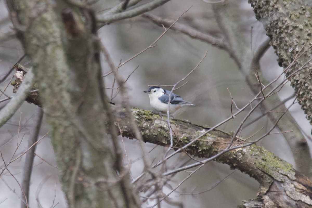 White-breasted Nuthatch - ML612809997