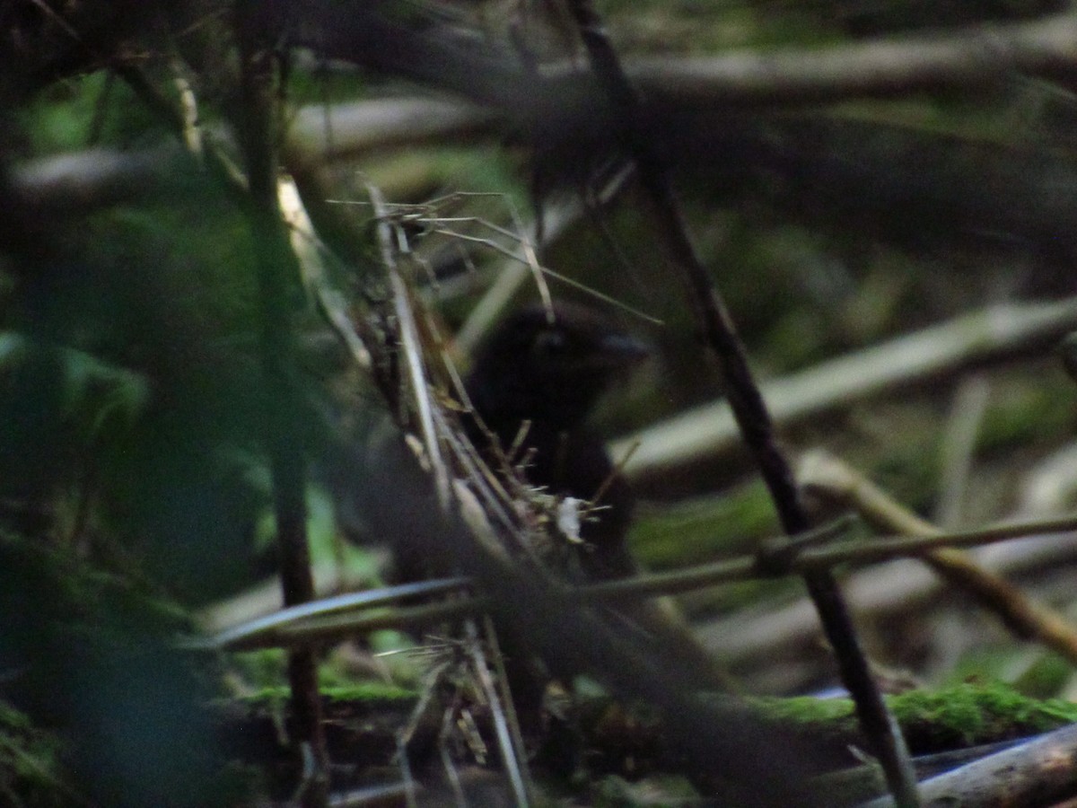 Schwarzkehltapaculo - ML612810023