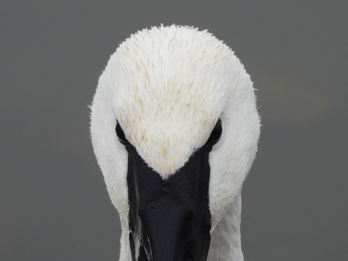 Trumpeter Swan - ML612810038