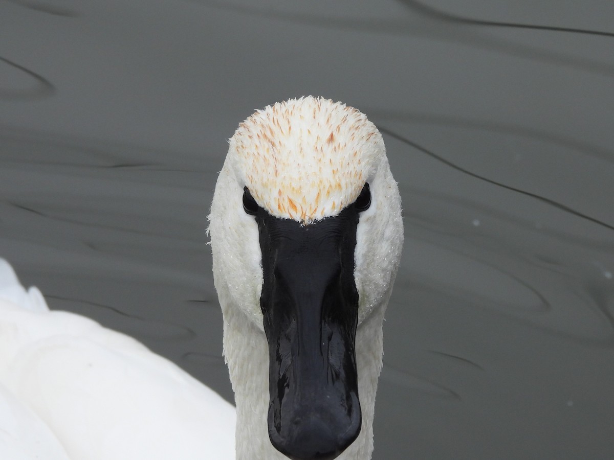 Trumpeter Swan - ML612810039