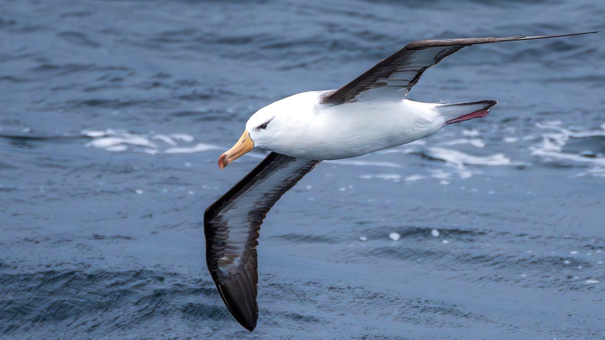 Black-browed Albatross - Yosico Chu