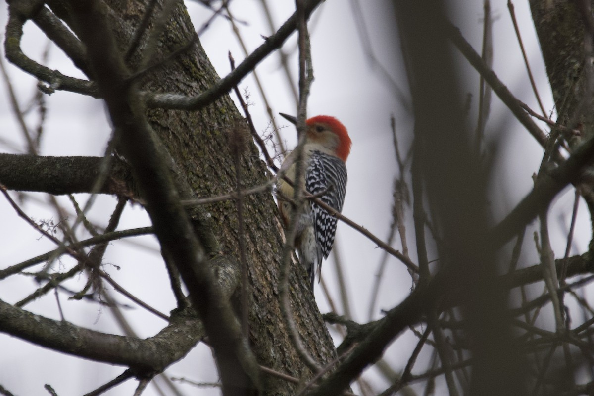 Red-bellied Woodpecker - ML612810064