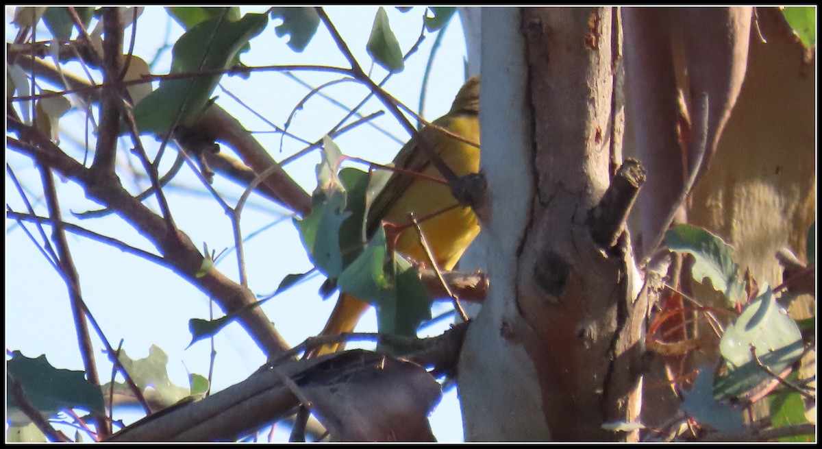 tanager sp. (Piranga sp.) - ML612810070