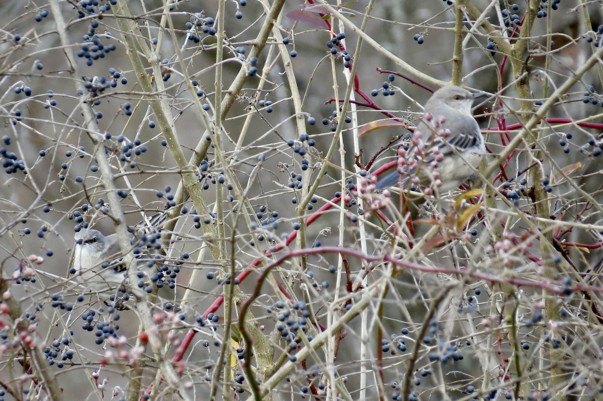 Northern Mockingbird - ML612810129