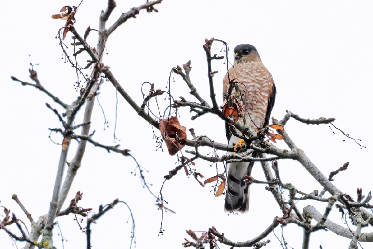 Sharp-shinned Hawk (Northern) - ML612810131