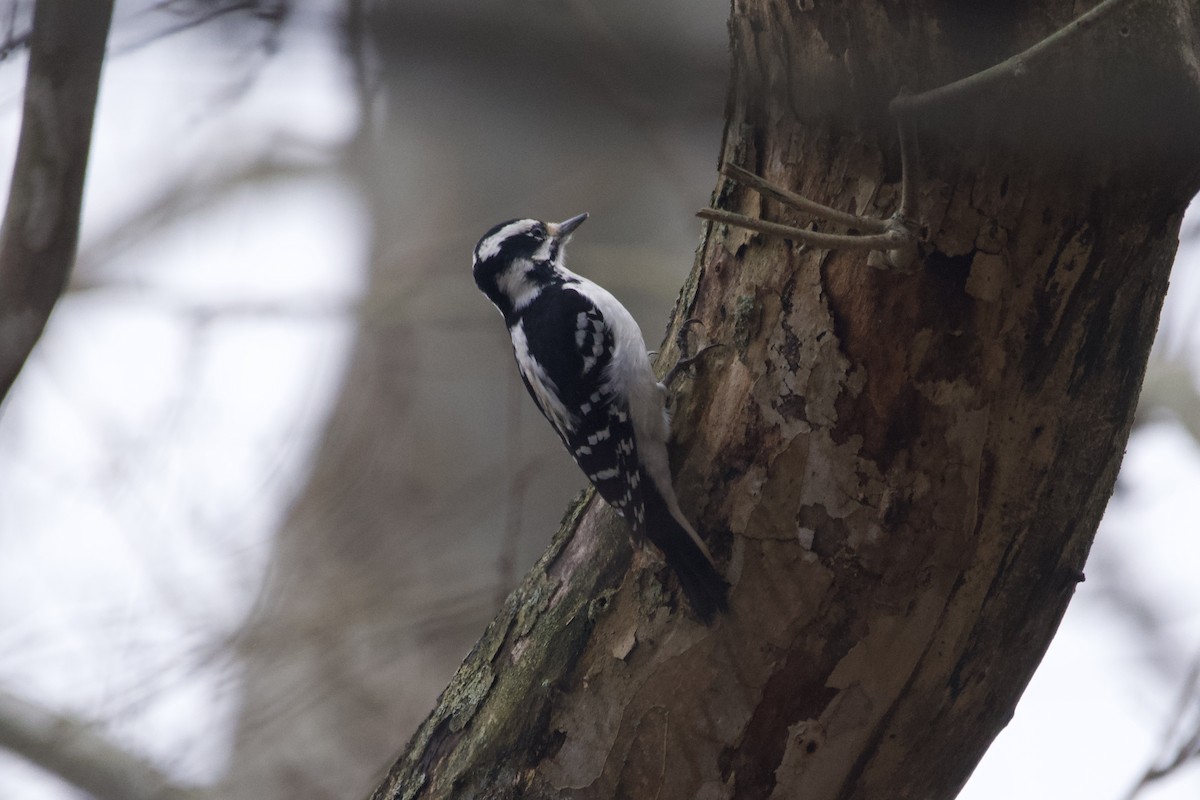 Hairy Woodpecker - ML612810175