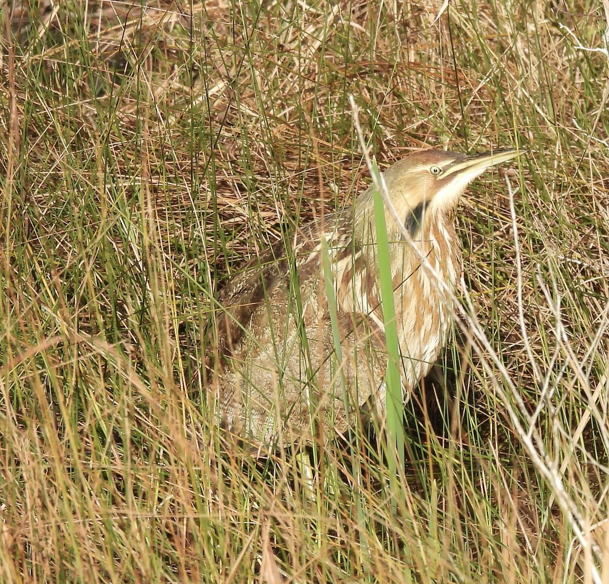 American Bittern - ML612810364