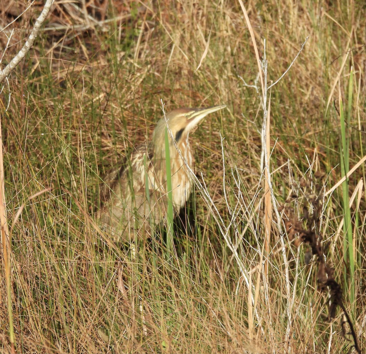 American Bittern - ML612810365