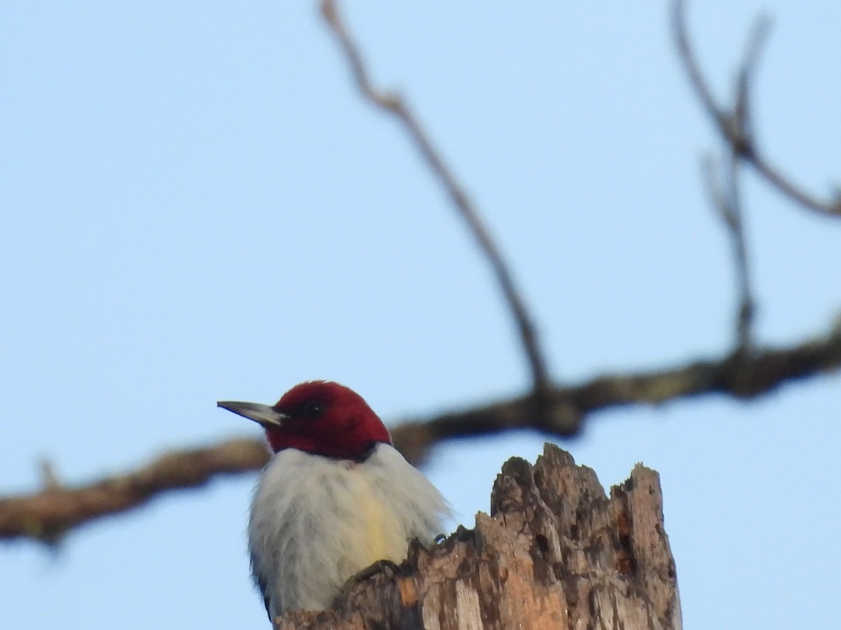 Red-headed Woodpecker - ML612810371