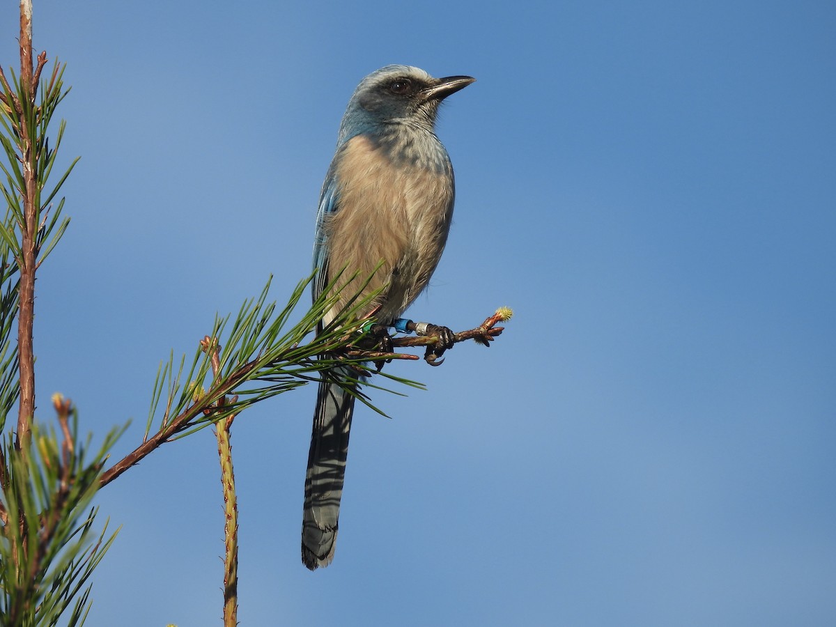 Florida Scrub-Jay - ML612810377