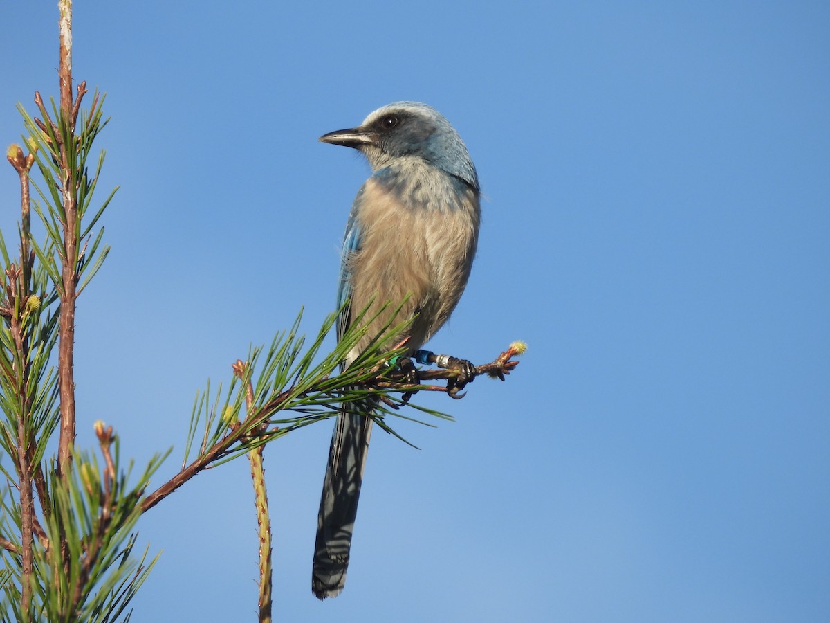 Florida Scrub-Jay - ML612810378