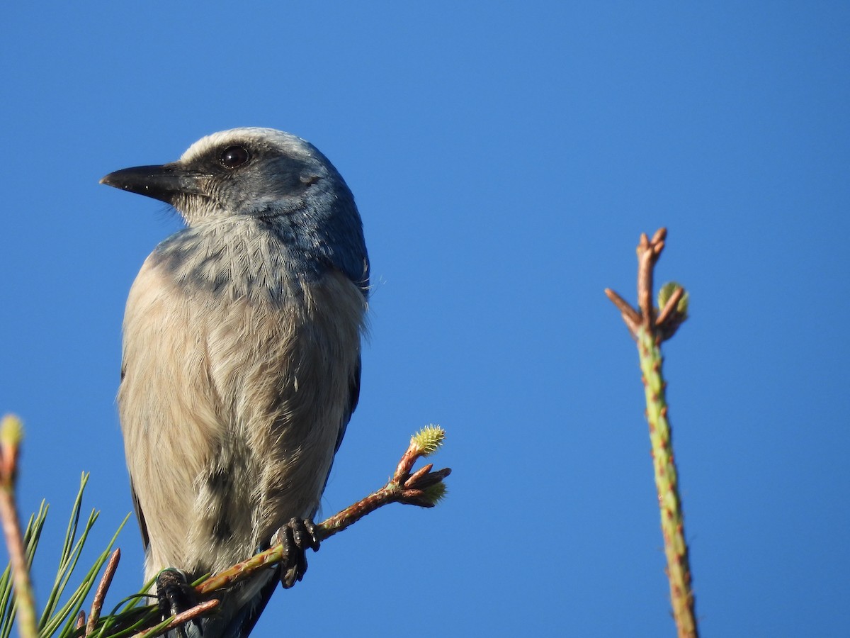 Florida Scrub-Jay - Kathy Rigling