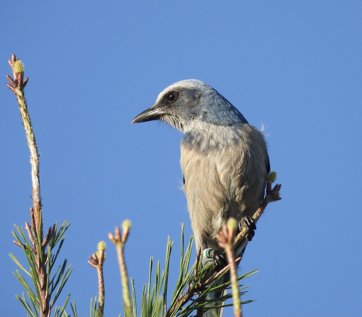 Florida Scrub-Jay - ML612810380