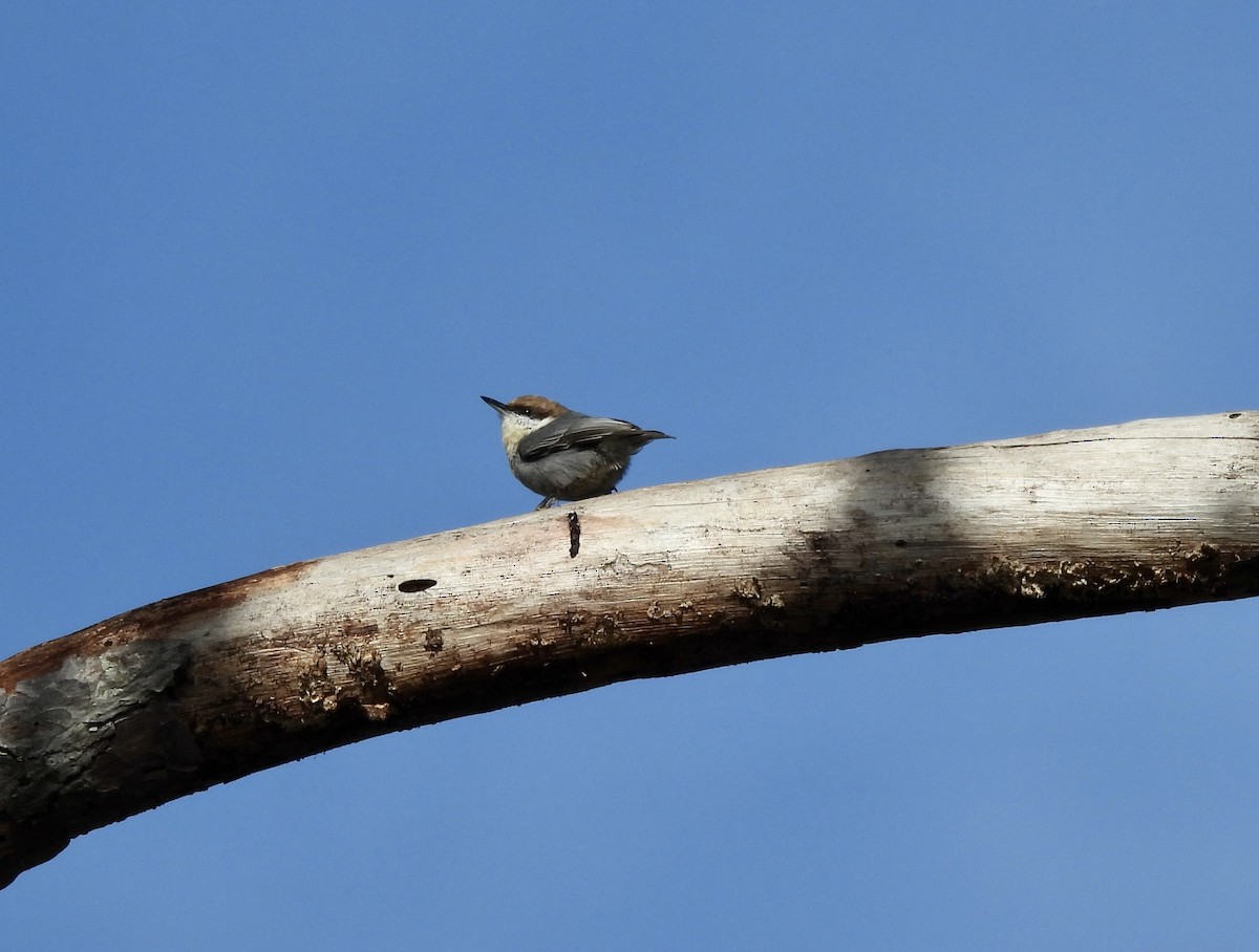 Brown-headed Nuthatch - ML612810395