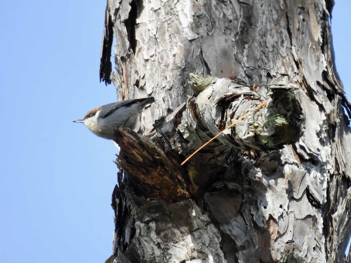 Brown-headed Nuthatch - ML612810396