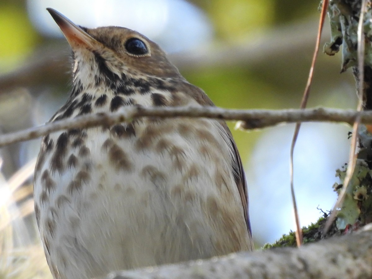 Hermit Thrush - ML612810402