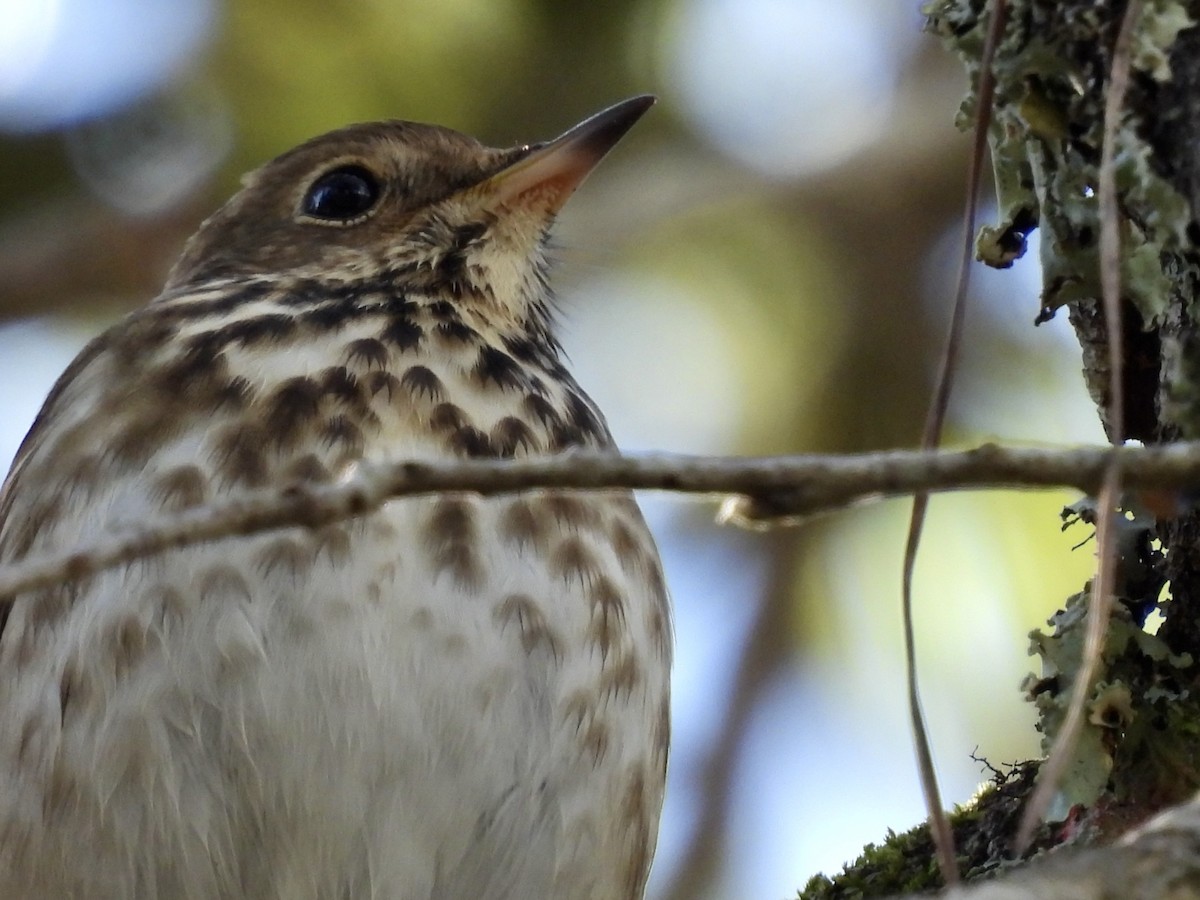 Hermit Thrush - ML612810403