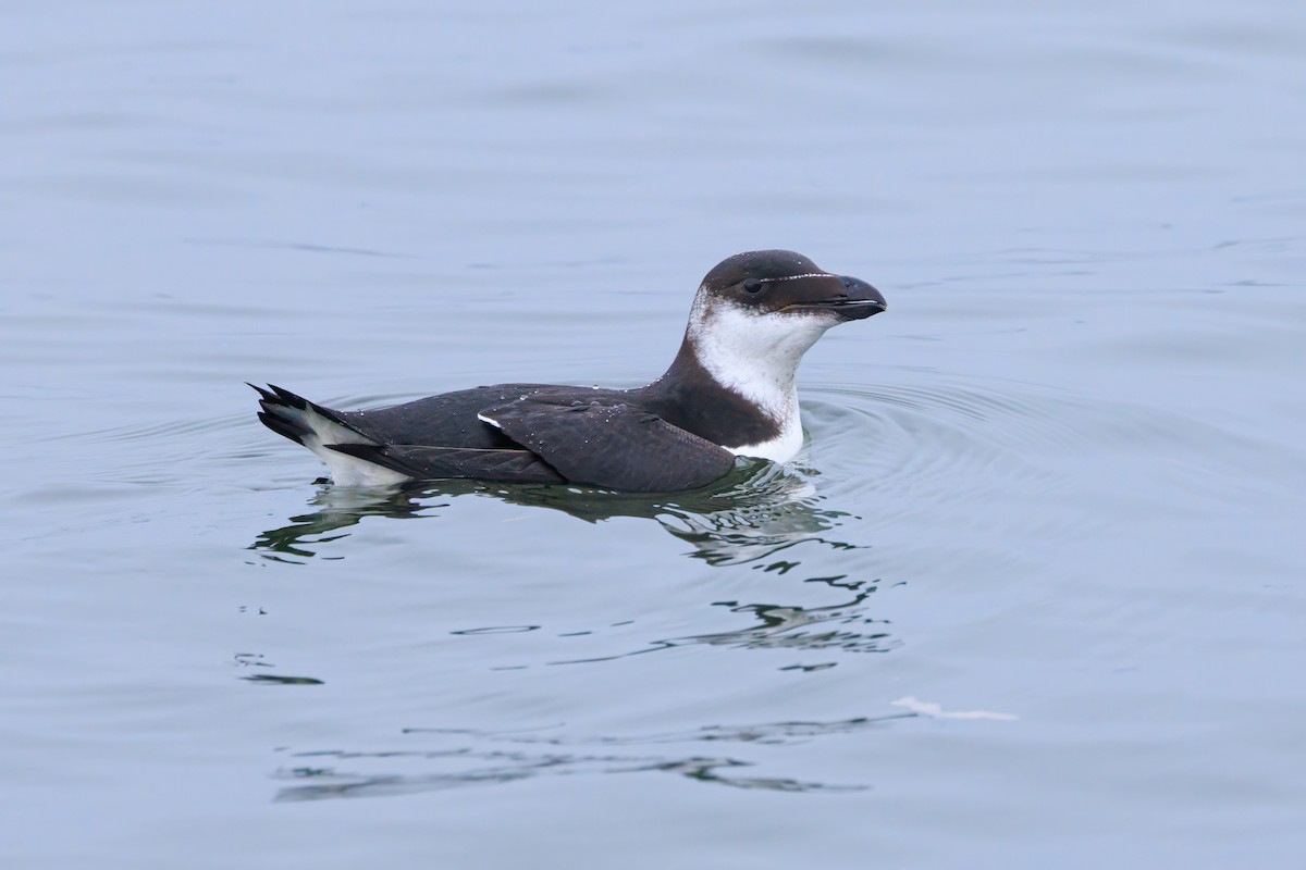 Razorbill - Harris Stein