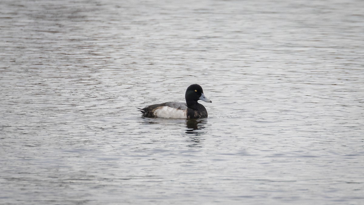 Greater Scaup - ML612810595