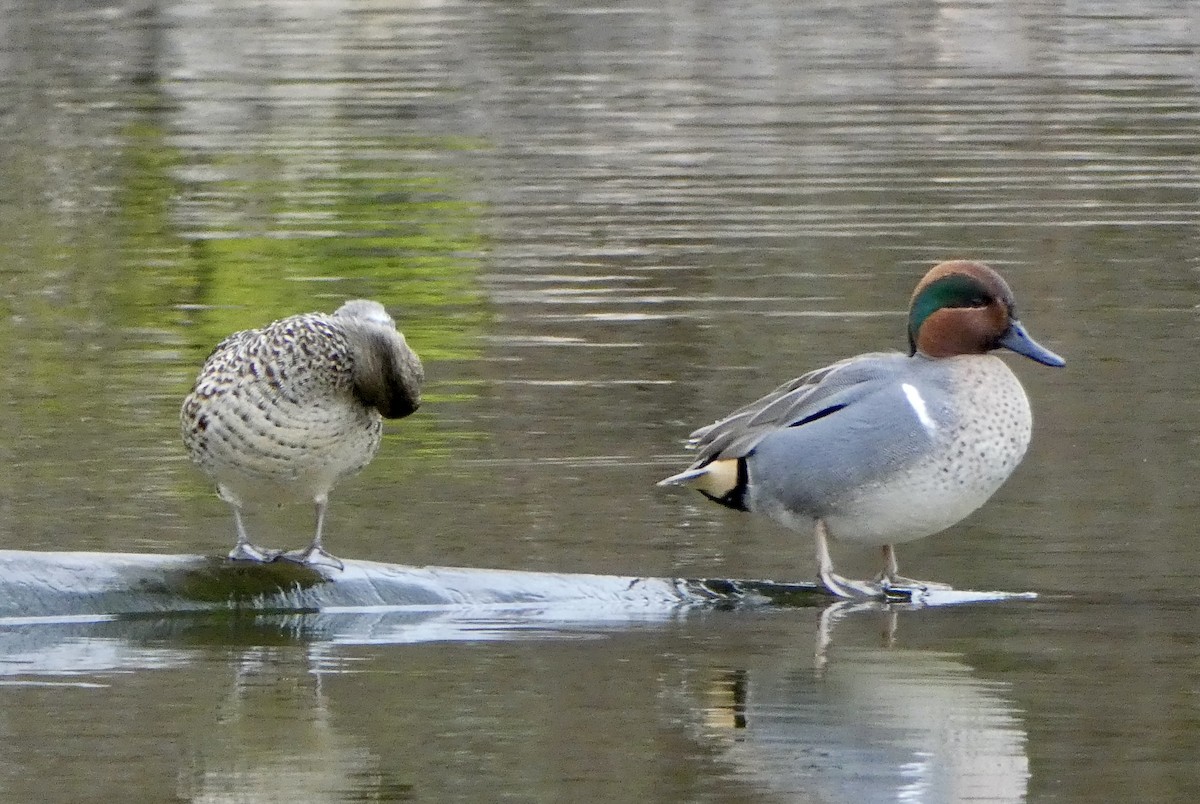 Green-winged Teal - ML612810628