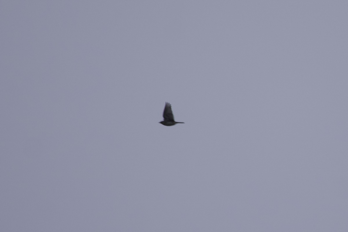 Horned Lark - ML612810684