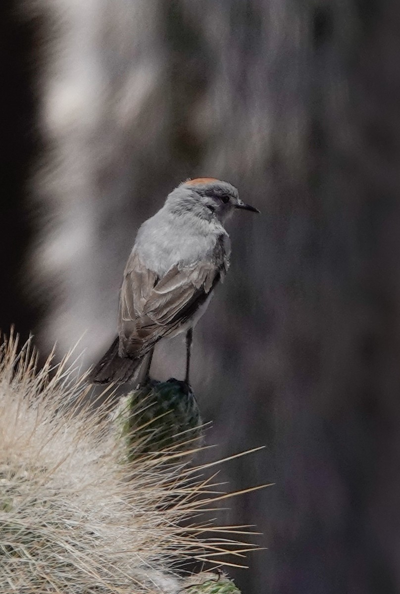 Rufous-naped Ground-Tyrant - ML612810697