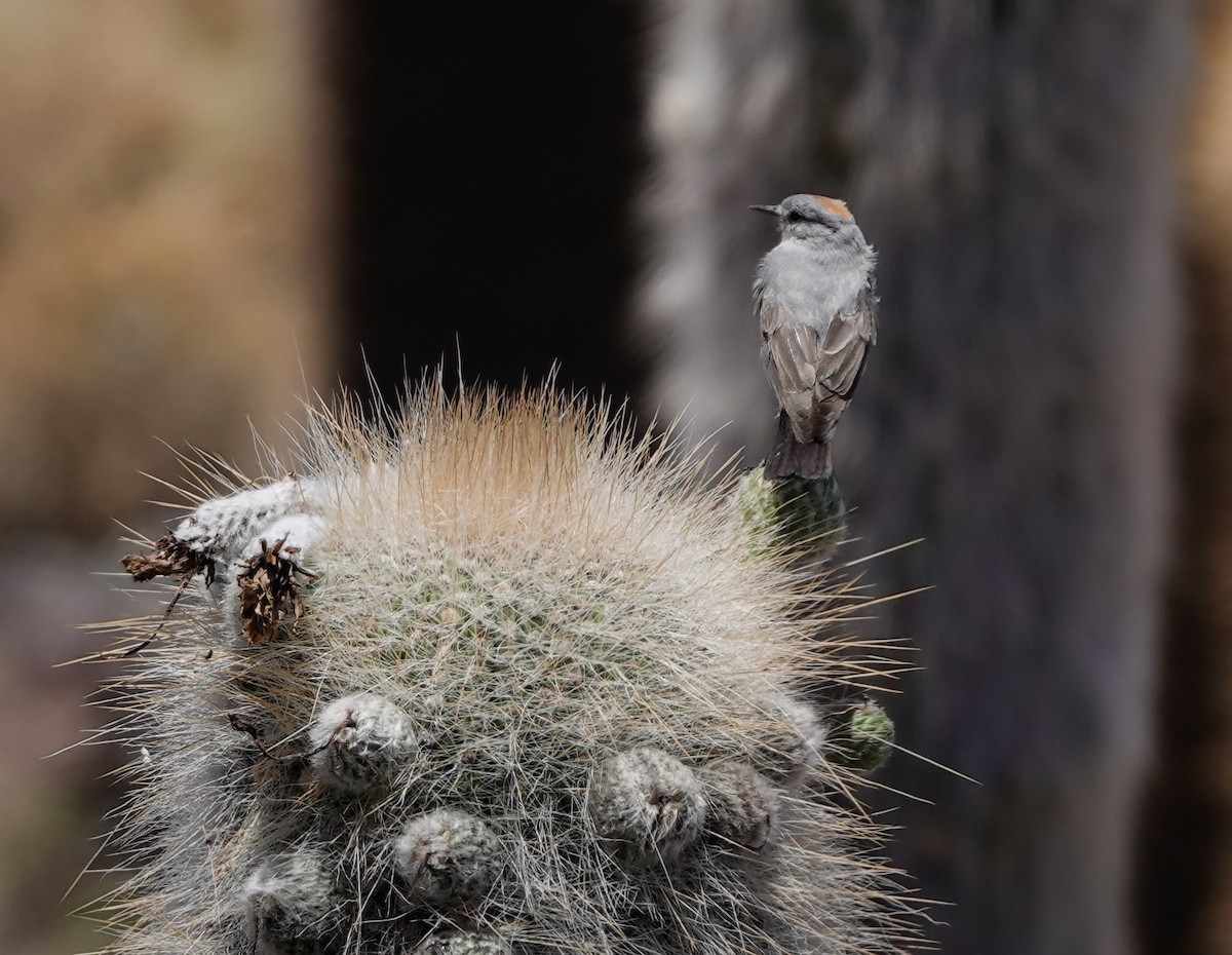 Rufous-naped Ground-Tyrant - ML612810698