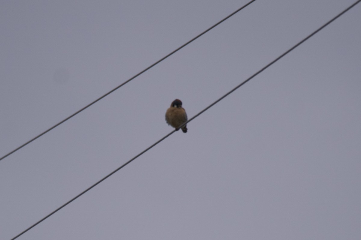 American Kestrel - ML612810732