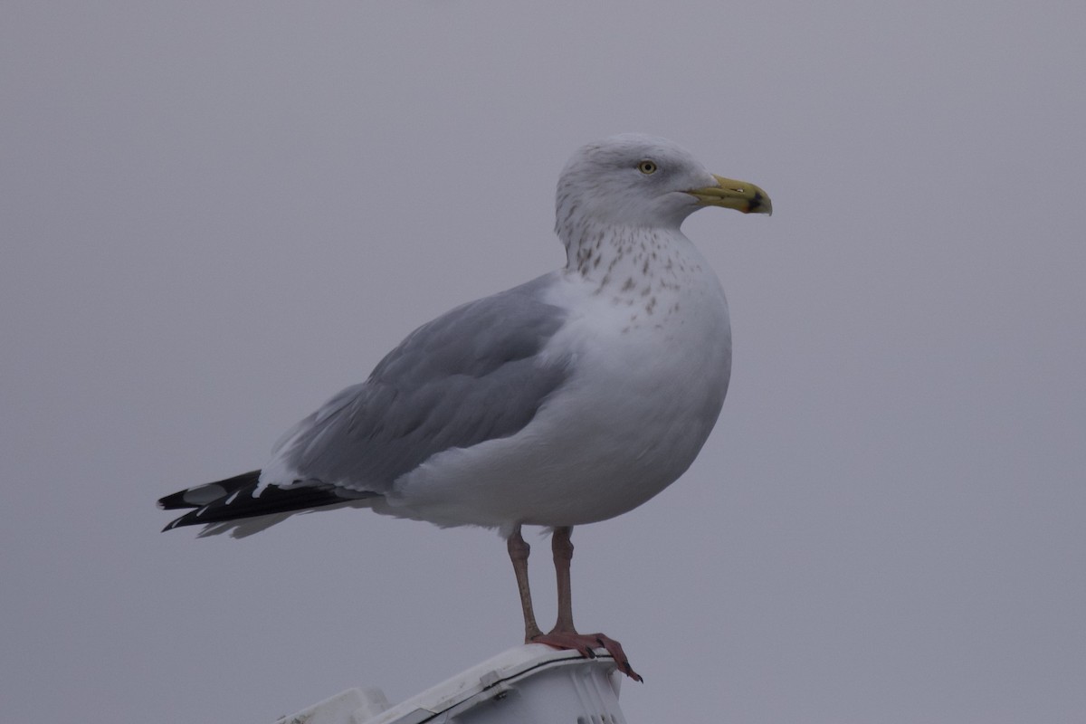 American Herring Gull - ML612810743