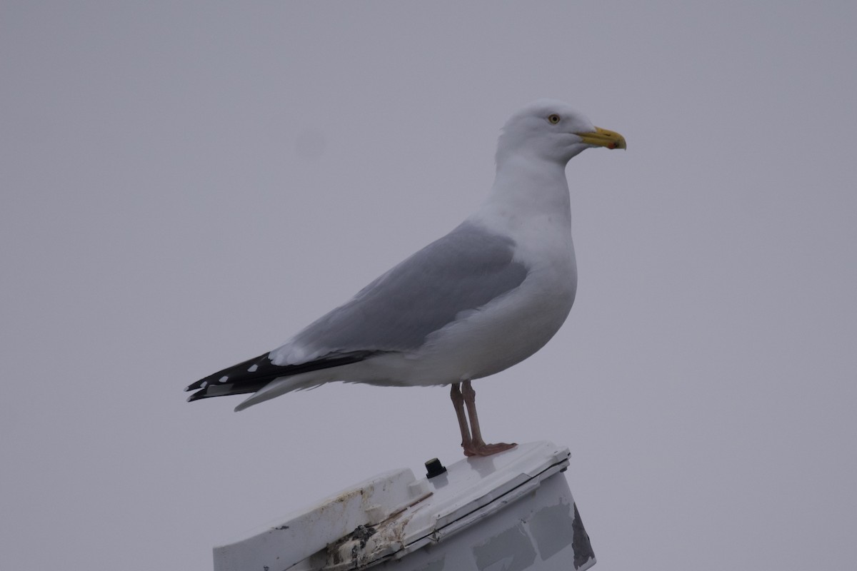 American Herring Gull - ML612810744