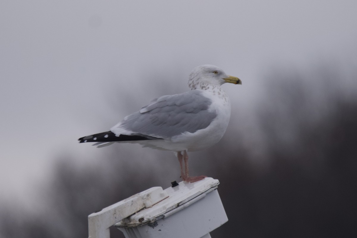 American Herring Gull - ML612810745